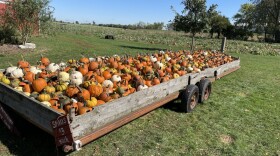 The bounty on this Illinois farm is some evidence that the pumpkin harvest this year was healthy.