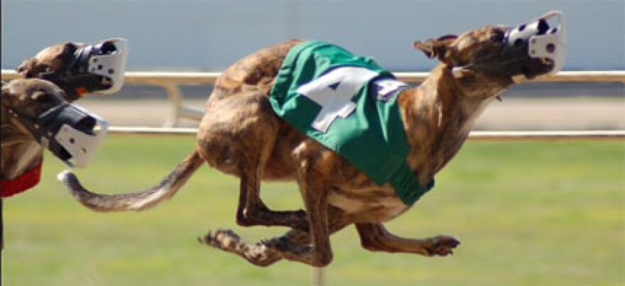 Greyhound Dogs Racing