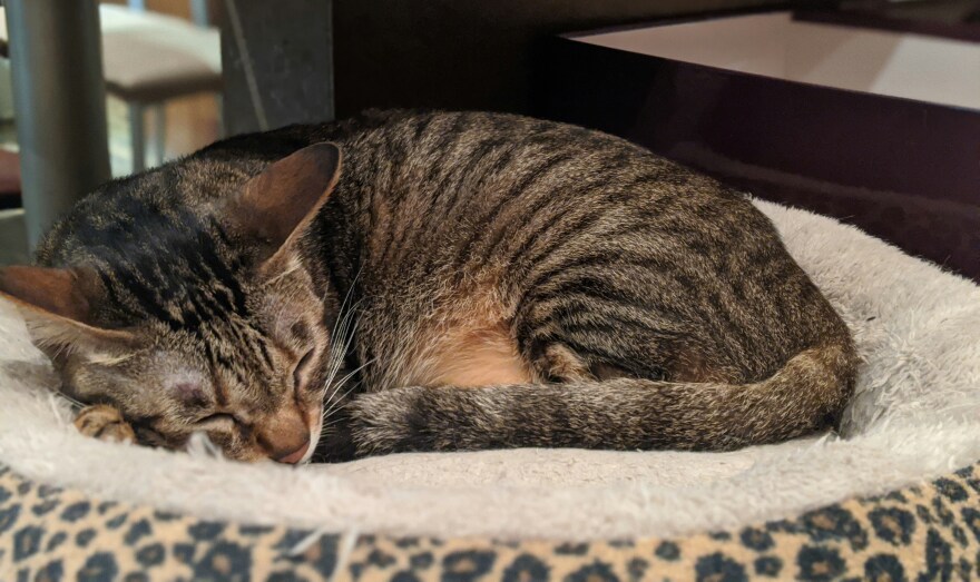 A black and brown striped cat sleeps curled up on a pet bed with a cheetah print border.