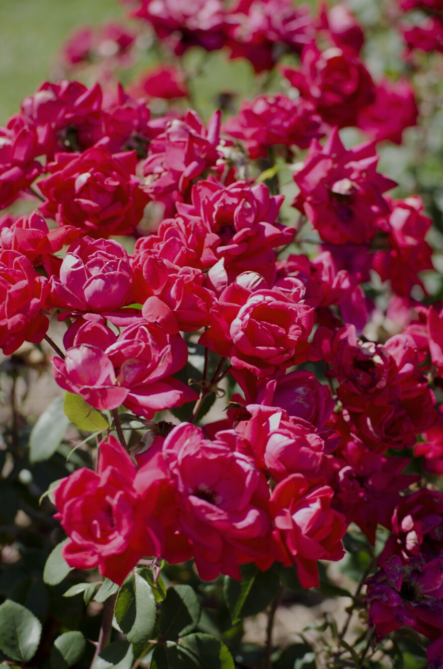 Roses.jpg