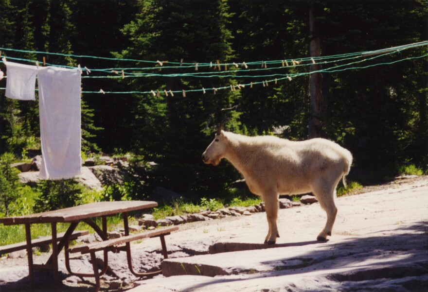 A mountain goat roams through a campsite near the Sperry Chalet.