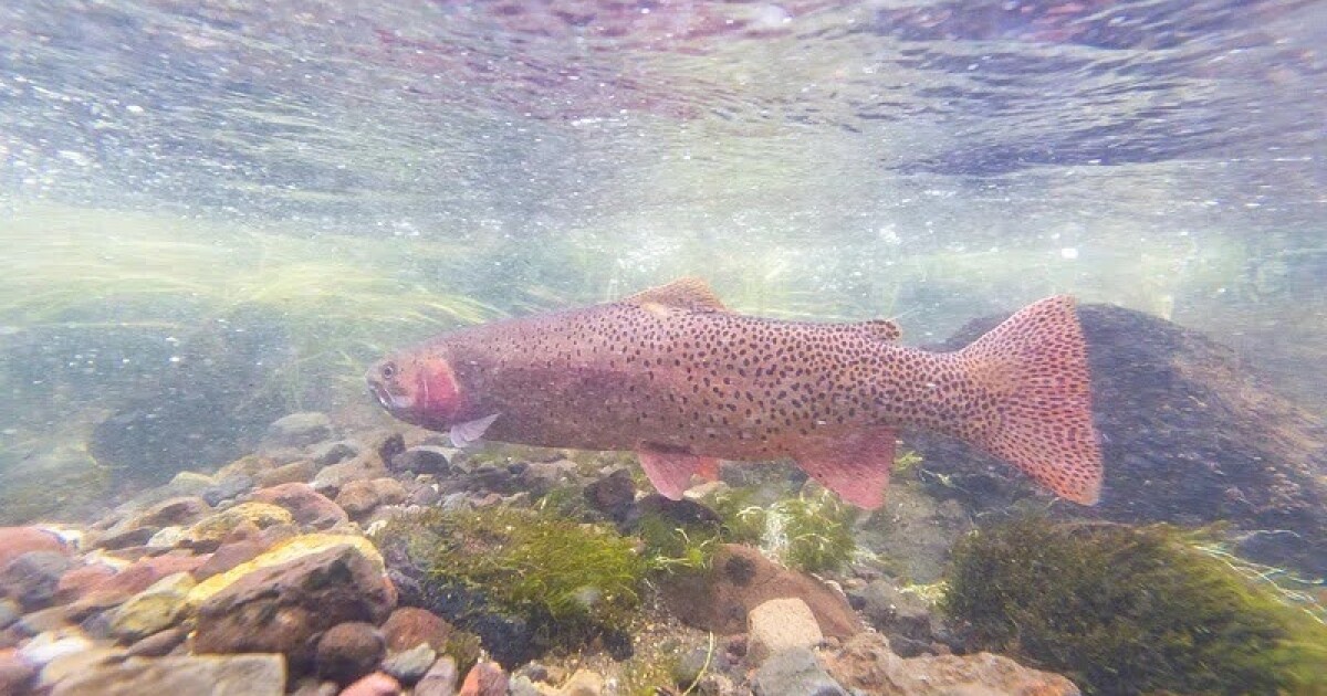 Yellowstone elevates partial closures to full closures to protect fish