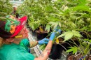 Dyllan Davault, a harvester at Robust Cannabis facility in Cuba, Mo., tends to greenhouse plants on May 2, 2023.