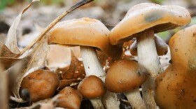 A collection of mushrooms growing out of the ground.