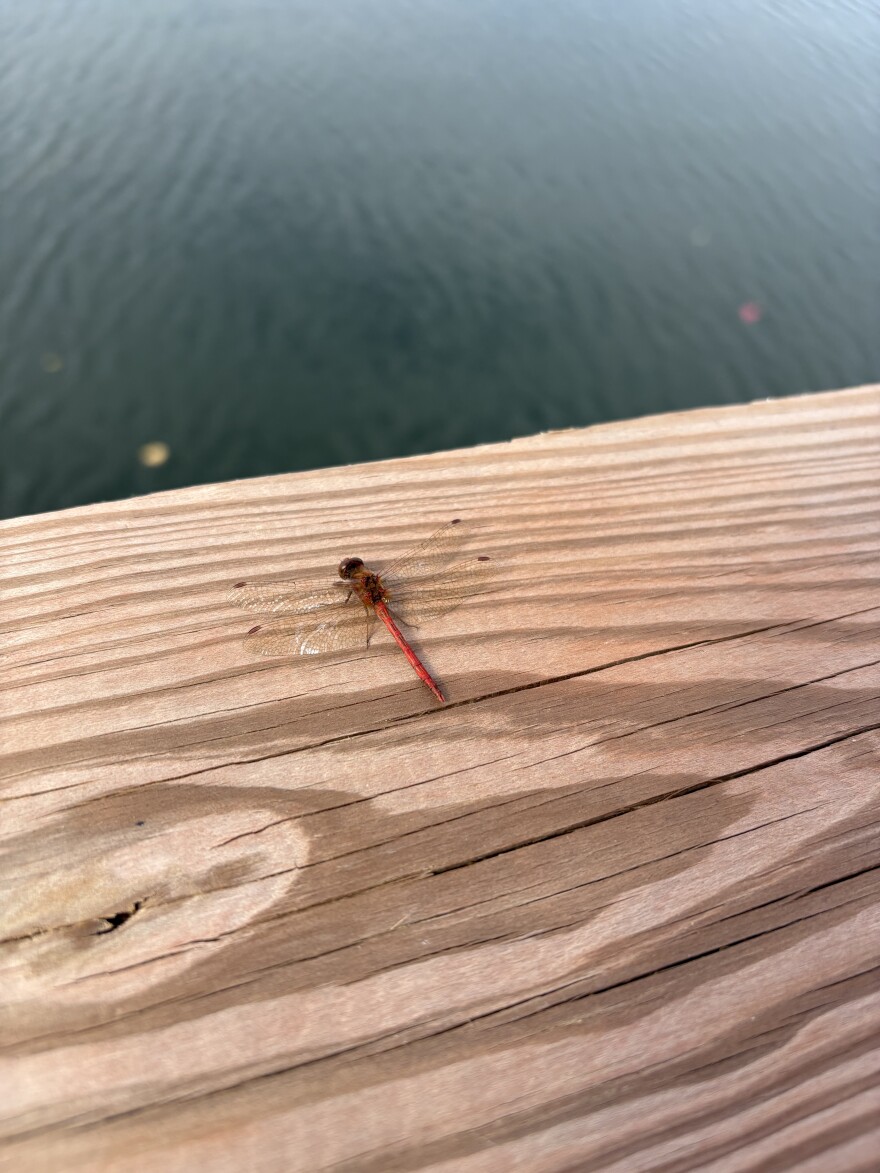 A small red dragonfly sits on a dock near Virginia in early October, 2025.