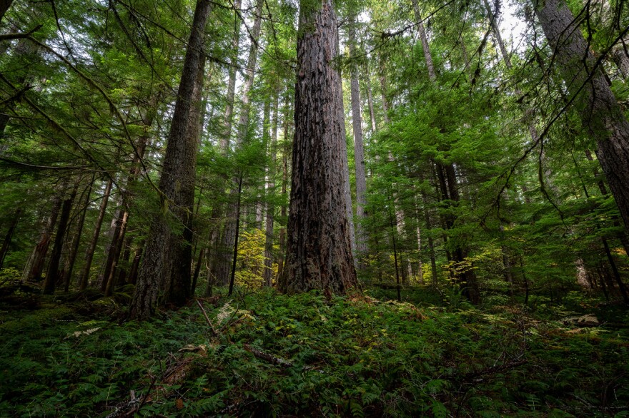  The site of the Flat Country Timber Sale, which will affect old-growth trees.