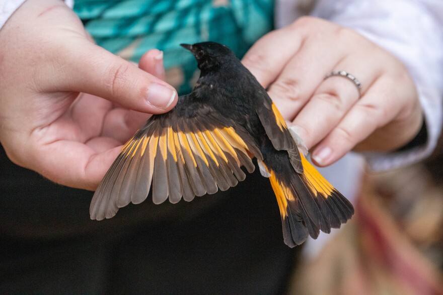 An American redstart is among the birds banded at the Cape Florida Banding Station. Redstarts travel thousands of miles every year from North America to winter in Mexico and Central America.