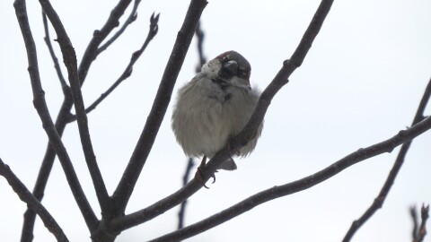 A close up of a sparrow-like bird perching on a leaf-less branch. The sky behind is gray/white. The bird is gray and has its head cocked to the side.