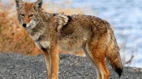 Coyotes may soon live in every part of the Western hemisphere. (USFWS Pacific Southwest Region, Wikimedia Commons)