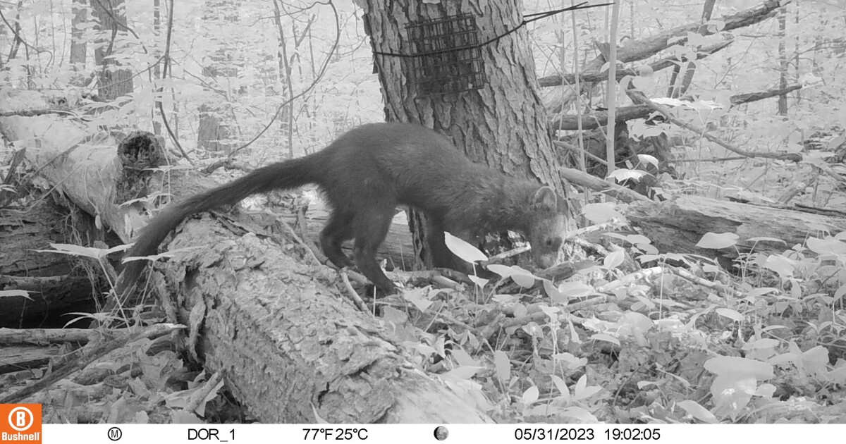 Rare fisher spotted in Cleveland Metroparks for first time in nearly 200 years