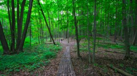 Trail through Lepard Nature Preserve