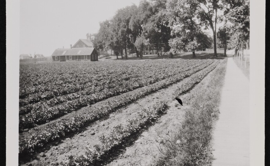 Henry Griswold Comstock’s celery farm adjoining Comstock Lane and Mitchell Street, circa 1900-1915.