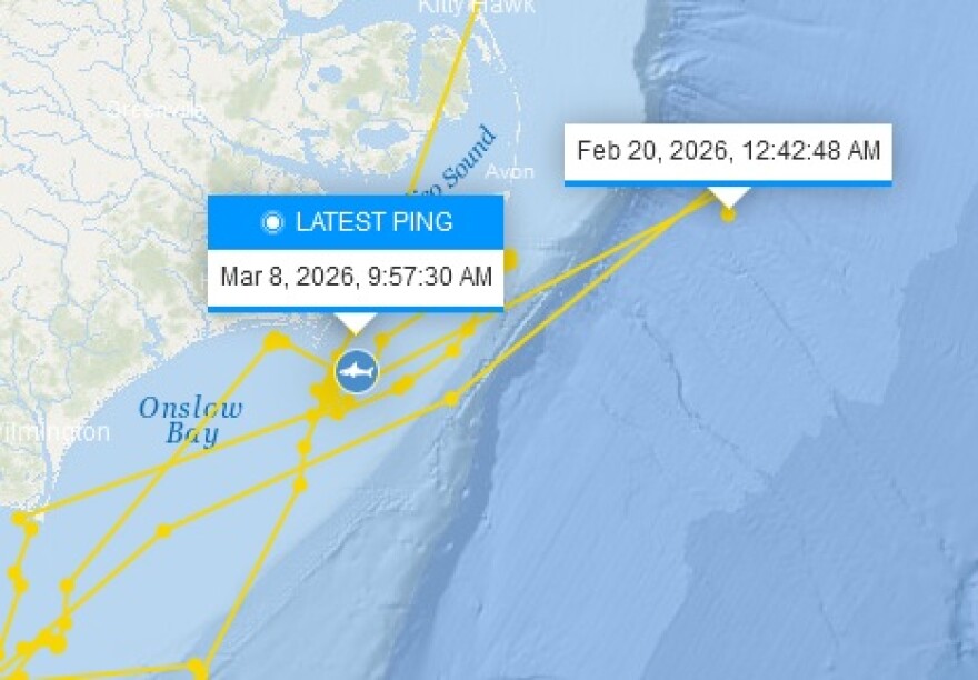 Nori is a young white shark, measuring 8 ft. 10 in. and weighing 423 lbs. She was tagged on October 4, 2025, in Mahone Bay, Nova Scotia, as part of the Western North Atlantic white shark population. She