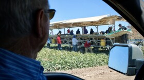 John Hawk watches farmworkers pick vegetables in California's Imperial Valley on June 20, 2023. Hawk and other farmers in Imperial Irrigation District say compensation will be an important part of saving water in the region.
