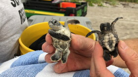 A baby green turtle (left) and a baby loggerhead (right) were excavated by Gumbo Limbo conservationists.