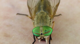Like deer flies, the bite of the greenhead is quite painful.