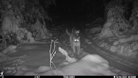 An adult cougar walks down a trail in the Upper Peninsula followed by two cougar cubs on December 6, 2025. The DNR verified this photo from a private trail camera by enhancing the image to verify the existence of the three cougars, including the cub bringing up the rear.