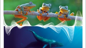 Cover of “Sounds Wild and Broken”