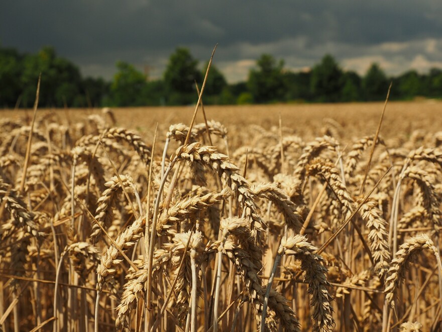Wheat field.