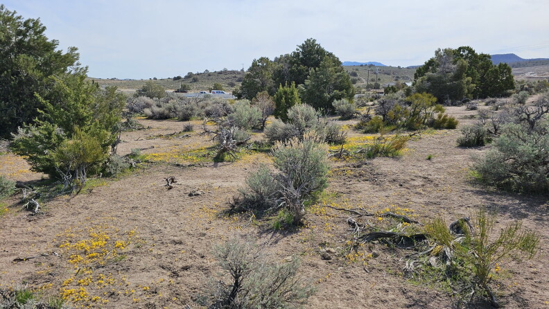 A desert landscape covered in sagebrush and blankets of tiny yellow wildflowers. In the background is a highway with vehicles on it.