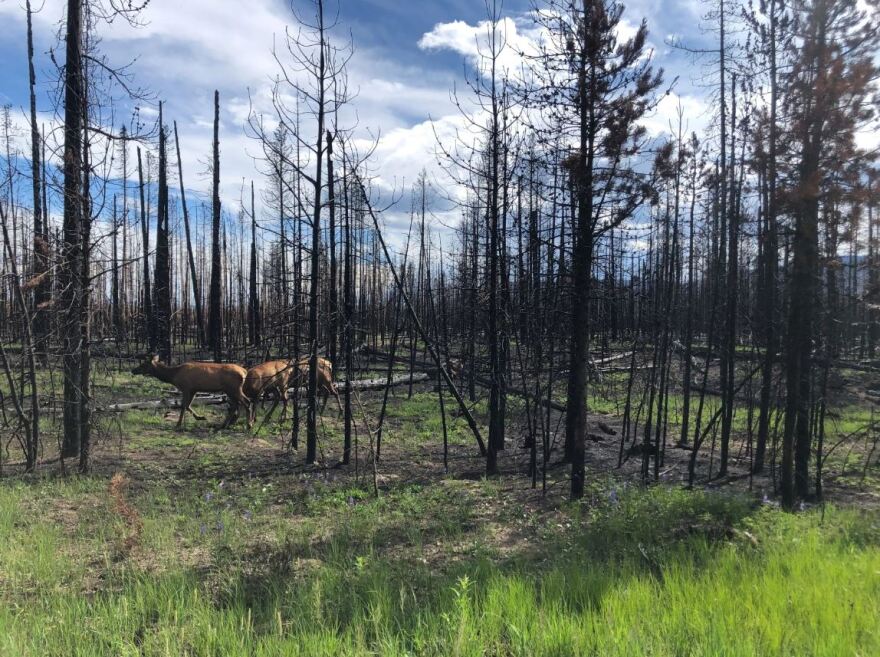 Elk graze in a a forest burned by the East Troublesome Fire near Grand Lake.