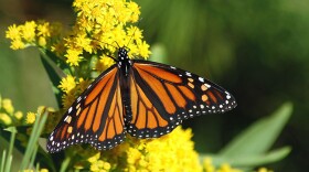Monarch butterflies found east of the Rocky Mountains have declined by more than 80 percent over the past 20 years.