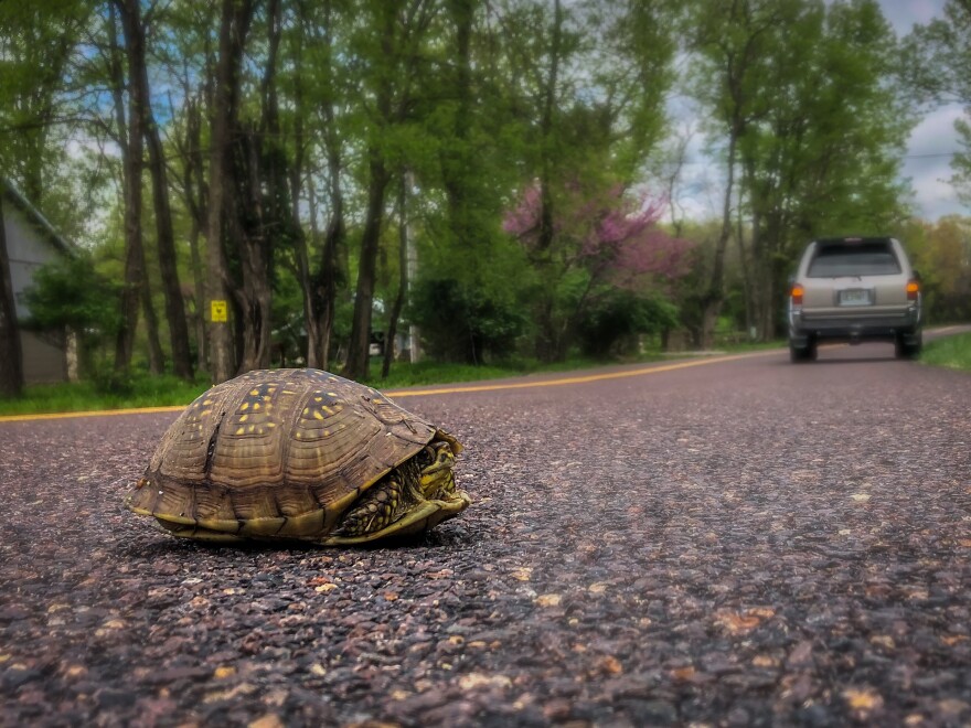 An ornate box turtle tucks its head inside its shell as traffic passes on a blacktop road.