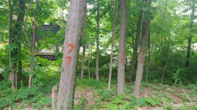 Trees marked with numbers as a part of the Safe Streets for All Initiative sit off the shoulder of North Sprinkle Road in Richland Township. Property owner Kevin Kolk says he isn't sure if this means his trees will be removed, despite trying to reach the Road Commission of Kalamazoo County for clarification.