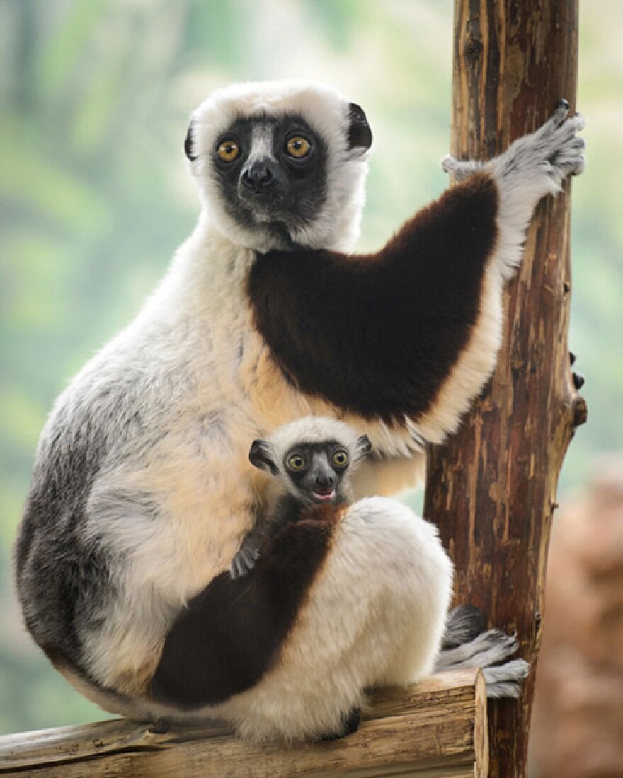 Mother and baby sifaka lemurs.