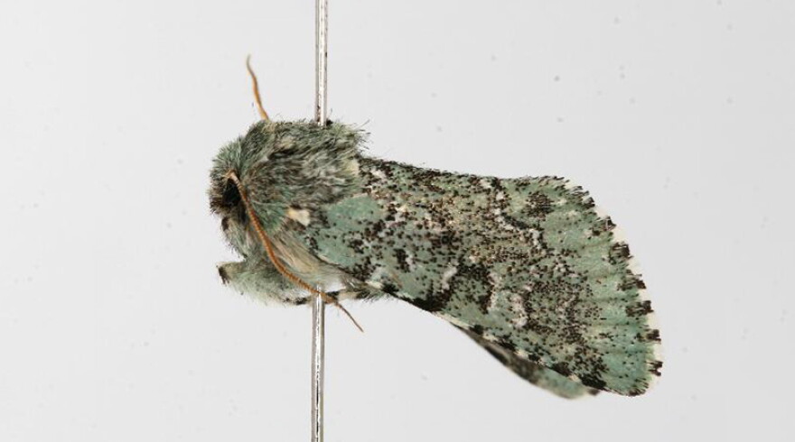 A Major Sallow moth, Feralia major.