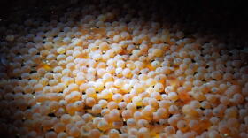 AquaBounty's first batch of its genetically engineered salmon eggs arrived at the end of May 2019.
