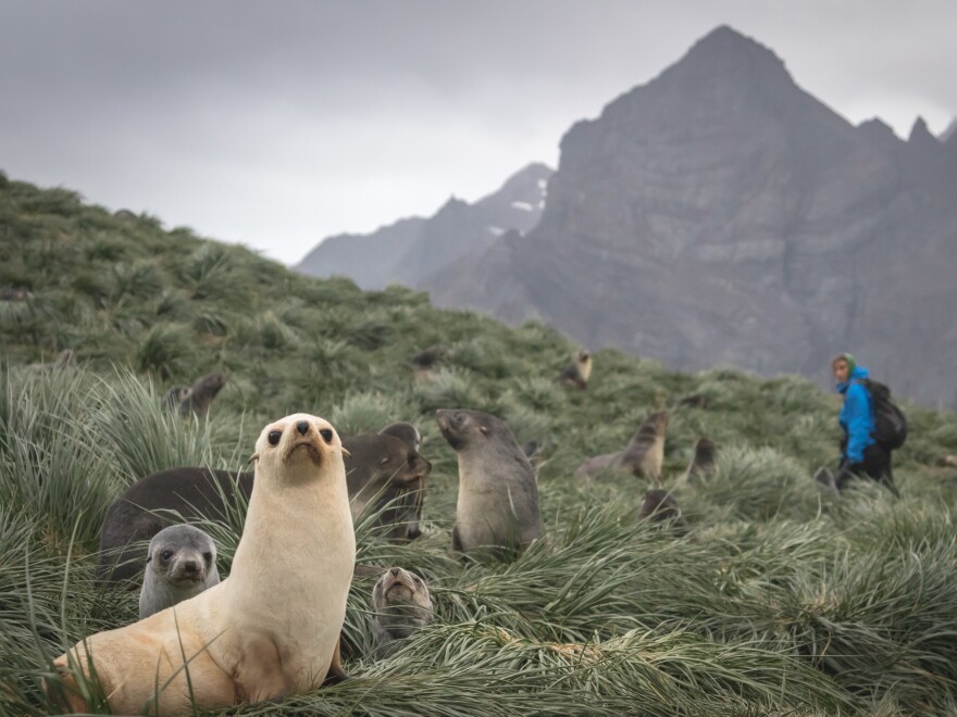 Jane Tansell, one of the two handlers responsible for the rodent detection dogs, looks on from the background as a camera captures wildlife on South Georgia Island earlier this year.