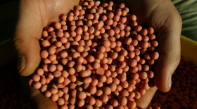 Genetically modified soybeans from a farm in southern Brazil.