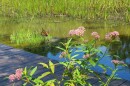 monarch butterfly near pink flowers with a boardwalk and swampy area