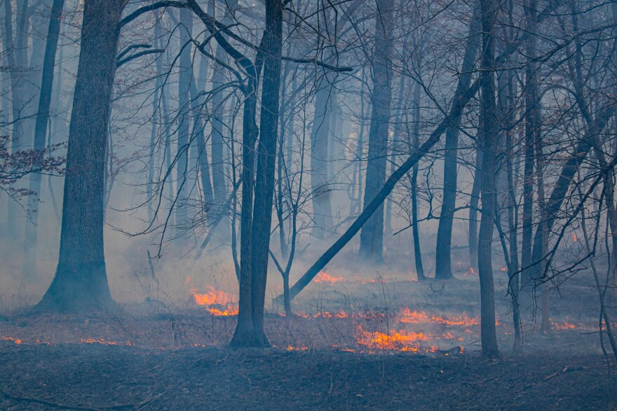 A forest floor is shown with several small fires