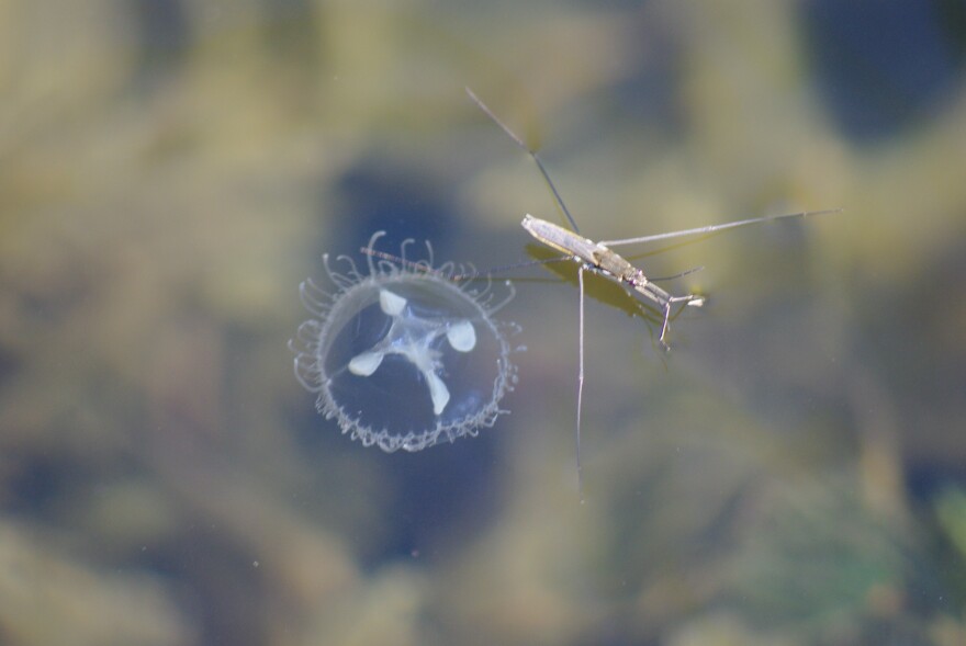 A freshwater jellyfish next to a water glider. There’s no evidence freshwater jellyfish are harmful to the Great Lakes ecosystems they now call home. (Photo: Biotom / Wikimedia Commons)