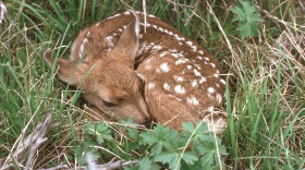 White-tailed deer fawn.