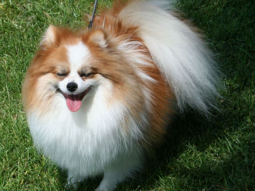Fluffy Pomeranian Dog Captured in the Year 2022