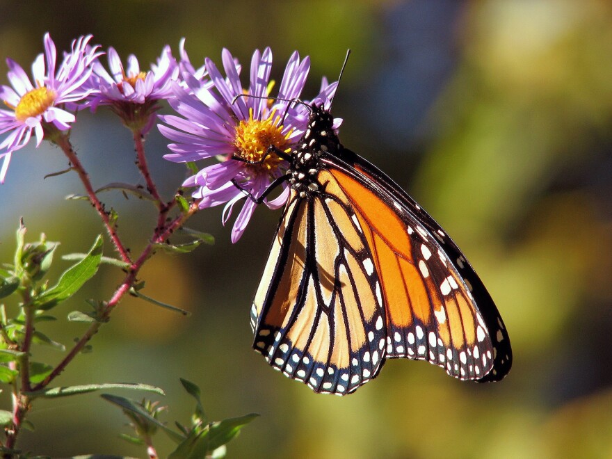 garden-g9a38c8b03_1920.jpg