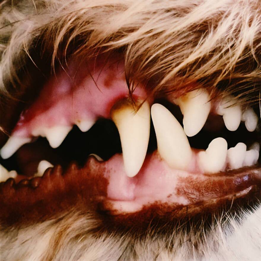 a dogs k-9 tooth in closeup