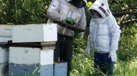  Honeybees across the United States churned out more honey in 2023, increasing production numbers for the first time in three years. To beekeepers, it's a small win in an industry facing major challenges. 