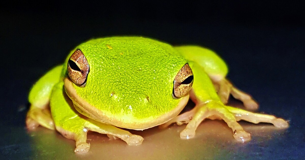The call of the green tree frog South Carolina Public Radio