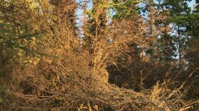 Elizabeth Earl / KDLL