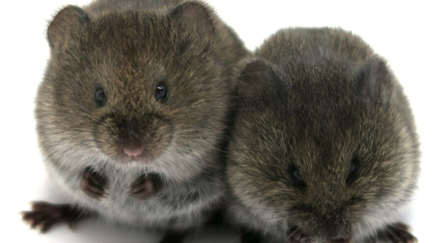 Todd H. Ahern/Emory University 