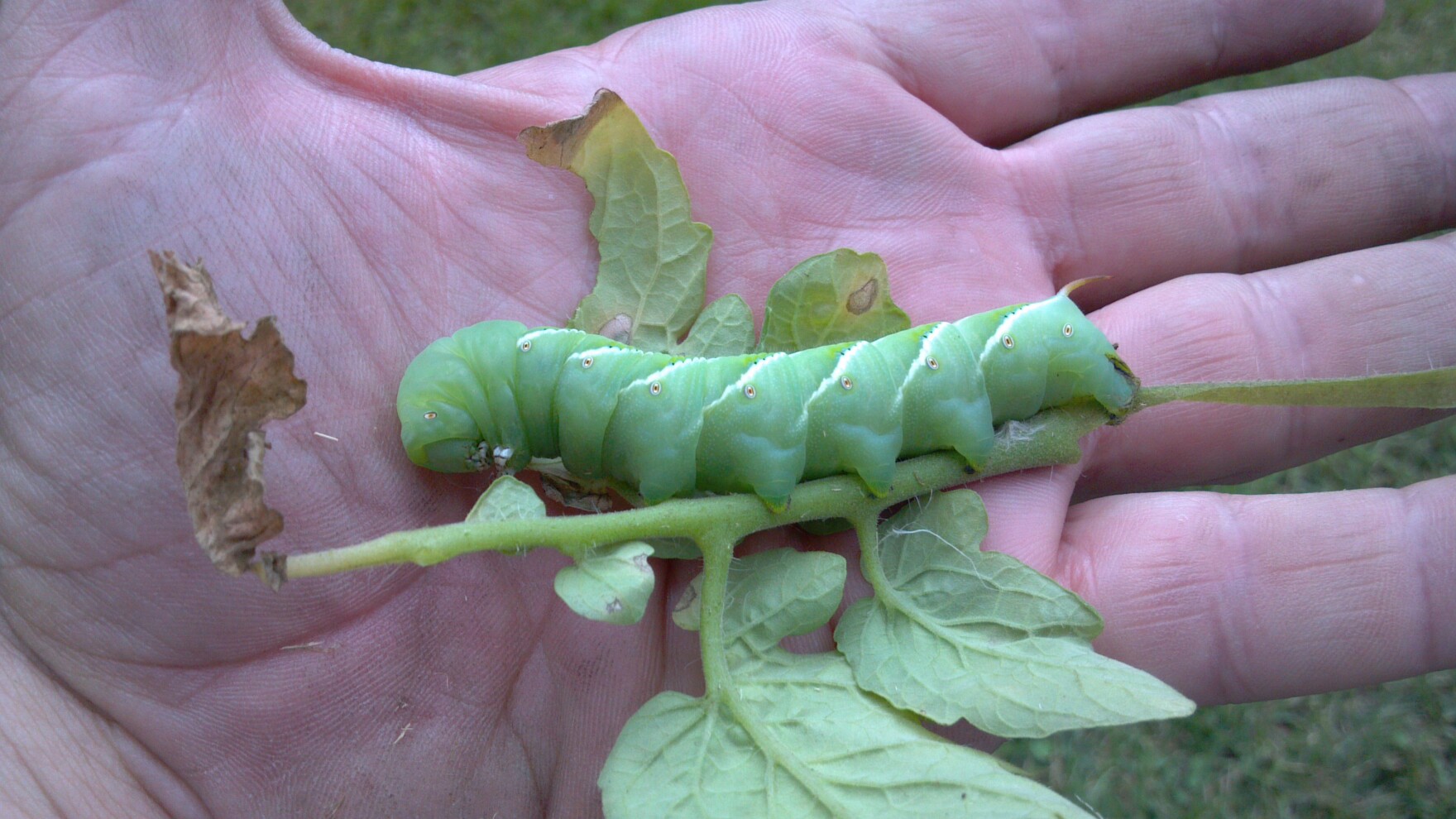 Connecticut Garden Journal Attack of the Tomato Hornworms