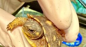 An Eastern box turtle hatchling.