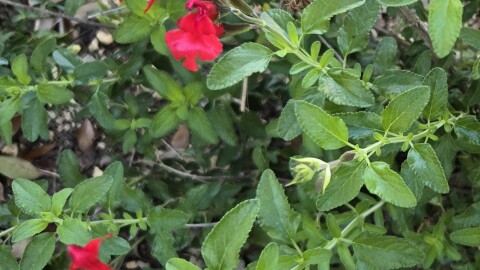 Any kind of Salvia is a good choice to place in a heat-tolerant garden that can also attract hummingbirds