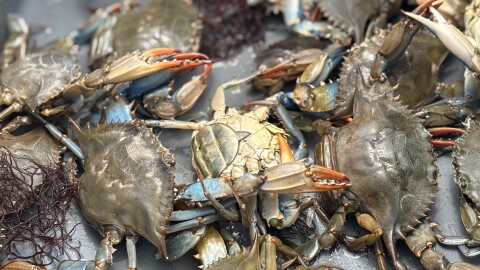 Blue crabs from the Lynnhaven River in Virginia Beach in May 2025.
