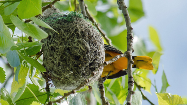 A Baltimore oriole pays a visit to the nest in Maplewood on May 12, 2018.