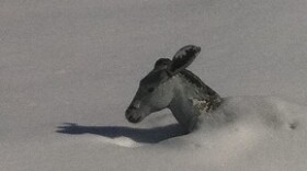 Proof that Oklahomans are up to their \"donkey\" in snow.